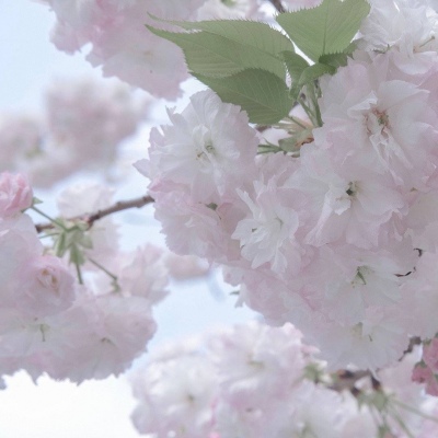 Furry插画创意构思思路Furry群